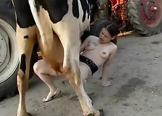 Porn Cows