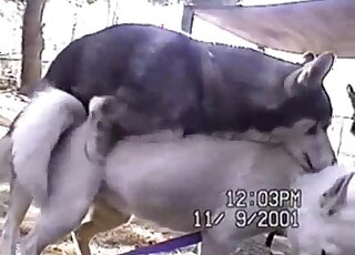 Husky babe sexy video