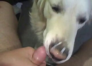 POV blowjob movie with a cutelooking pupper