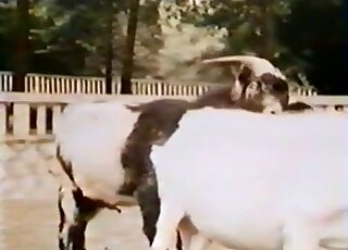 Intense zoophilic gape scene with a sexy goat
