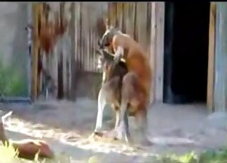 Charming beasts fuck for the camera, intensely