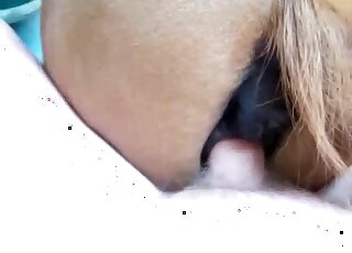 Sweet horse drilled her twat on camera with force