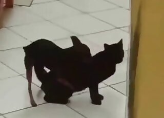 Cutelooking small doggy fucked a cute cat on camera