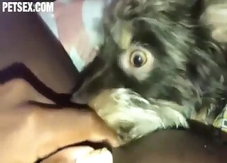 The sensual pup is licking her little wet vagina