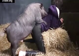 Pig penetrating that delicious zoophile cunt