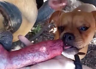 Sexy animal shows its oral prowess on camera