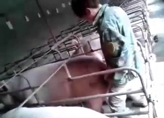 Closeup pig fuckery with a seductive slut