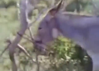 Passionate donkey fuck from a kinky dude