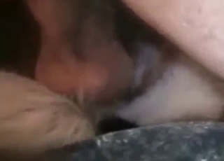 Sexy zoophile porn with a German Shephard