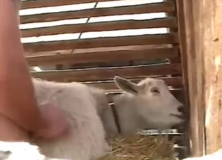 The deep gaping he gives gets him so horny