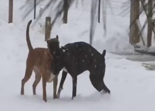 Each zoophile ought to watch this dog fuck vid