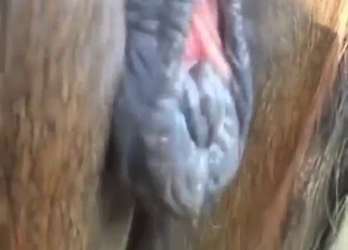 Brown mare shows that pussy up close for you