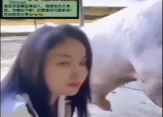 Chinese lady licking pigs nice dick in this one