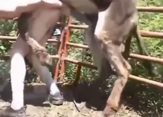 Donkey is going to fuck that asshole deep