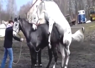 تجميع مشاهد الجنس مع الخيول مع أفضل الضرب