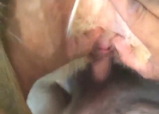 German Shepherd fucking a hard-dicked dude