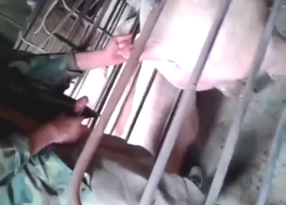 Nice guy fucking a pigs hole from behind