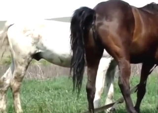 حصان أبيض يُمارس الجنس مع فحل بني