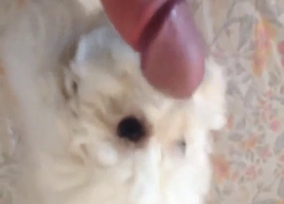 男は白い犬に自分のペニスを舐めさせるつもりだ