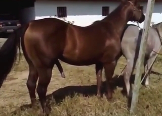 جلسة تزاوج في الهواء الطلق مع حصان بني كبير