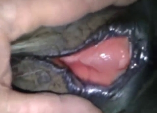 لقطات مقرّبة لفرج حصان أثناء اللعب مع الكثير من الأنين