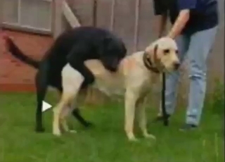 مشهد مثير حيث يتزاوج كلبان عاريان ومنحرفان