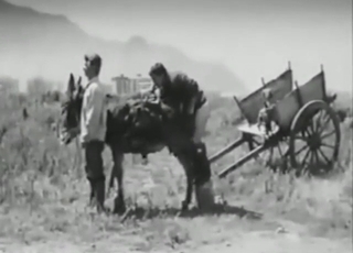 Donkey is going to get its hole fucked sneakily