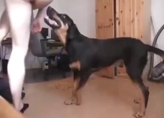 أفلام إباحية مع حيوانات، تتضمن ممارسة الجنس المثلي بوضعية الكلب، بعمق