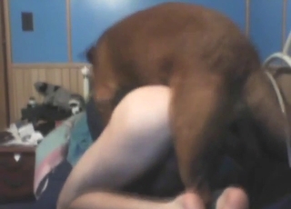 حيوان أليف ذو شعر كثيف يقوّس ظهره من أجل كلب بني