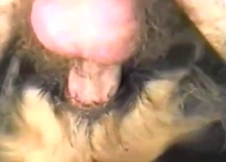 Dog fucker with a hard cock bangs it in missionary