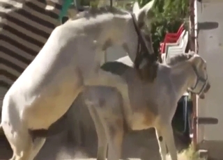 ممارسة الجنس في حديقة الحيوان مع ترجمة جنون ممارسة الجنس مع الحمير