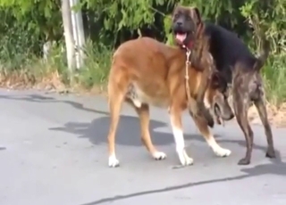 كلاب ذات مؤخرات ضيقة وأعضاء تناسلية صلبة تمارس الجنس