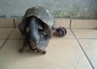 قوة السلاحف المثلية يا صاح: الجنس الشرجي في الهواء الطلق بسرعة