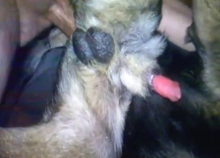 رجل يدخل قضيبه في مؤخرة كلب ضيقة