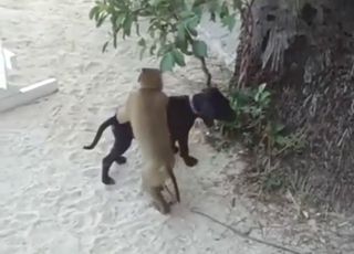Monkey fucking a dogs asshole out in the open
