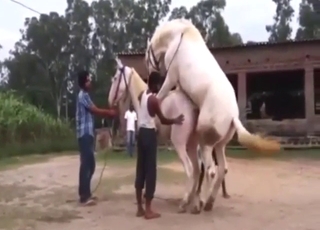 ستستمتع الخيول بممارسة الجنس مع بعضها البعض