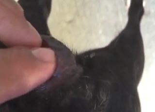 عرض فرج كلبة هجينة مبلل للغاية على الكاميرا