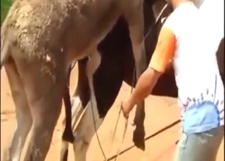 حمار وحصان يمارسان الجنس بشكل جنوني