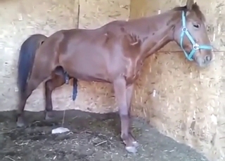 Horse piss fetish video with lots of teasing