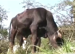 Bull fuck movie with a sexedup animal in HQ