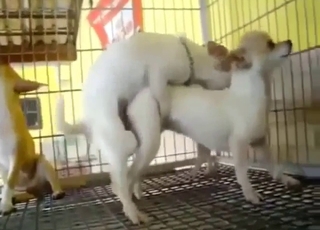 Threeway bang with beasts that wanna cum