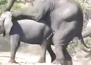 Elephant Women Porn Films Big Skinny Girls Favorite Porno Gifs 1