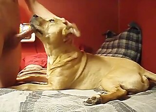 A cute nice pet is licking his hard penis in the bedroom