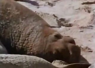 Surprising zoo sex video, check it out