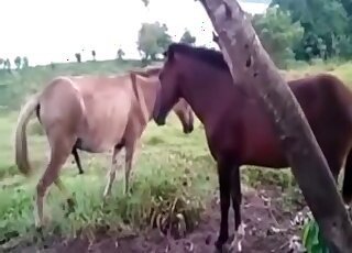 Horse fuck wife