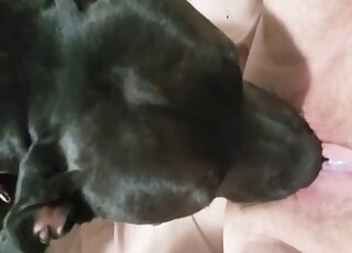 Black dog licks her wide-opened cunt